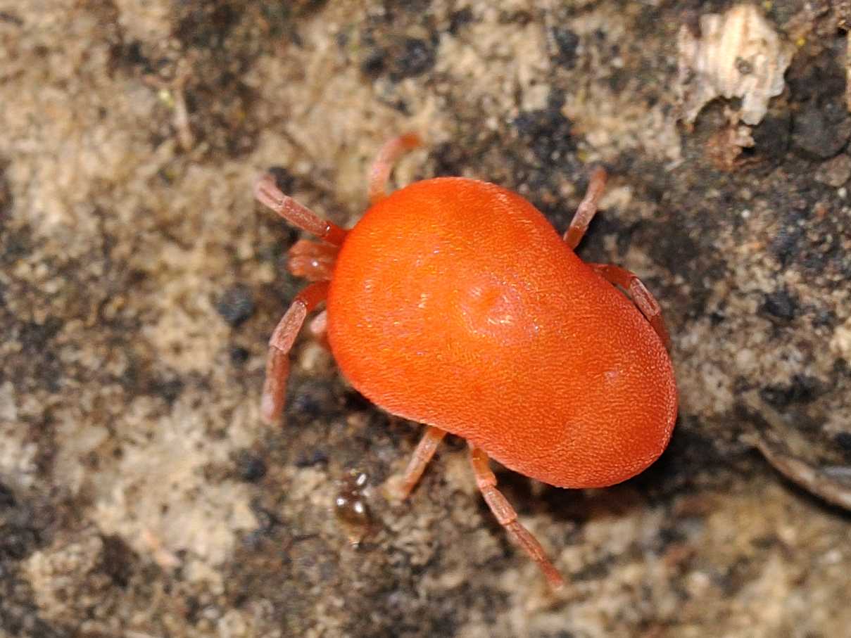 Trombidiidae - Trombidium sp. ?